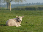 FZ028970 Little lamb.jpg